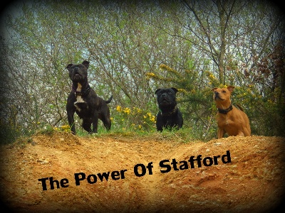 The Power Of Stafford