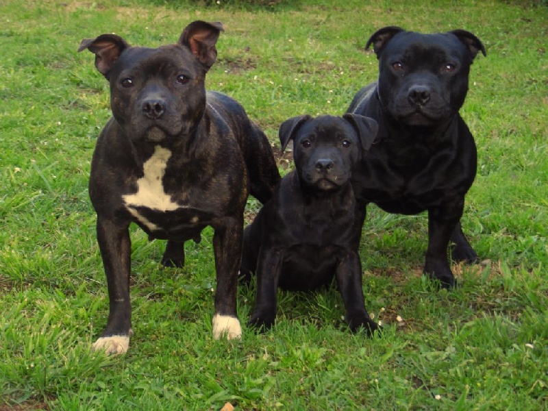 The Power Of Stafford - Staffordshire Bull Terrier - Portée née le 29/02/2016